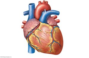 External anatomy of the heart