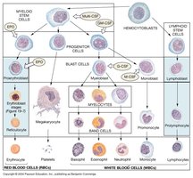 Hematopoiesis and differentiation of blood cells
