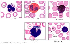 Types of white blood cells
