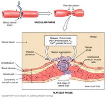 Phases of hemostasis and platelet aggregation
