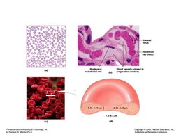 Red blood cell structure and histology