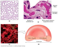 Red blood cell structure and histology