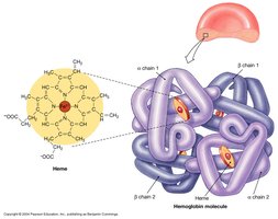 Hemoglobin molecule and heme structure