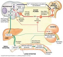 RBC recycling and bilirubin metabolism