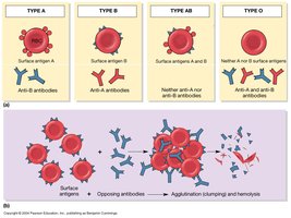 Blood types and agglutination