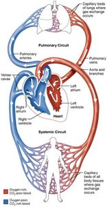 Anterior view of heart showing chambers and vessels