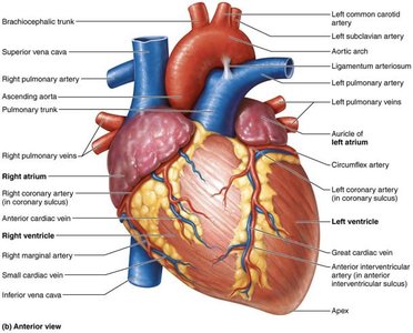Frontal section of heart showing internal structures