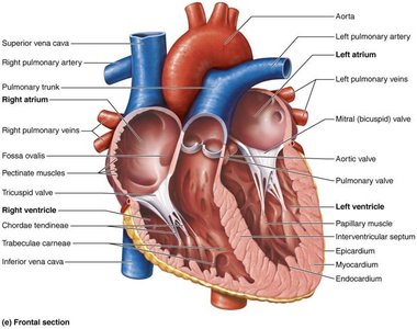 AV valve function and structure
