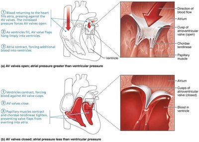 Semilunar valve function and structure