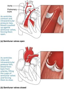 Stepwise blood flow through heart and circuits