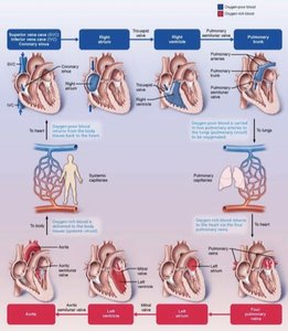 Major coronary arteries of the heart