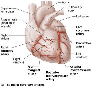 Major cardiac veins of the heart