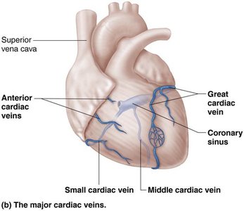 Intrinsic conduction system of the heart