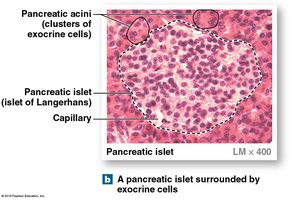 Anatomy of the pancreas