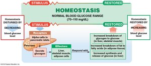 Homeostatic regulation of blood glucose concentration (glucagon)