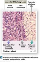Histology of the pituitary gland