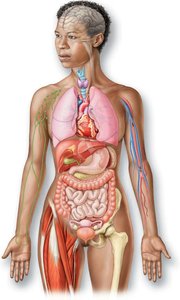 Diagram of the human body showing major organ systems