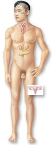Endocrine system diagram