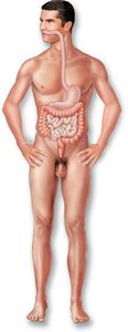 Urinary system diagram