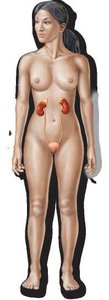 Reproductive system diagram
