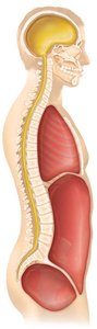 Diagram of dorsal and ventral body cavities