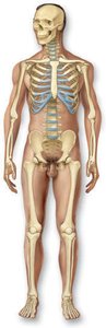 Skeletal system diagram