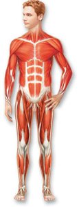 Muscular system diagram