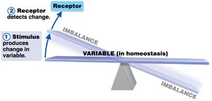 Homeostatic control system: receptor