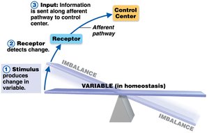 Homeostatic control system: control center