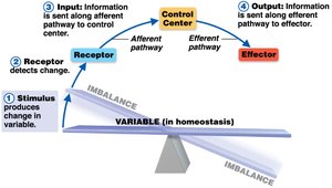 Homeostatic control system: effector