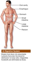 Digestive system diagram