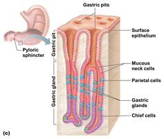 Microscopic anatomy of the stomach