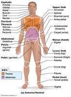 Anterior body landmarks