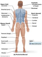 Posterior body landmarks