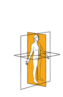 Body planes and sections