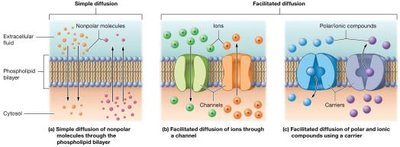 Simple and facilitated diffusion