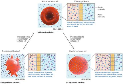 Tonicity: isotonic, hypertonic, hypotonic