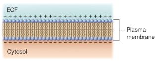 Membrane potential
