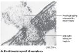 Exocytosis