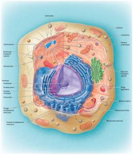 Cell and its organelles