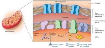 Function of mitochondrion
