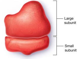 Structure of ribosome