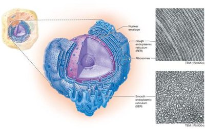 Endoplasmic reticulum