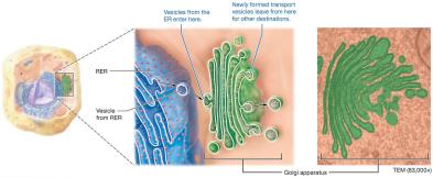 Golgi apparatus