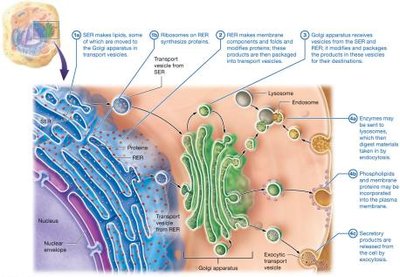 Function of endomembrane system