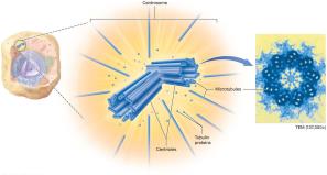 Centrosome with centrioles