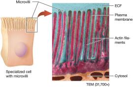 Microvilli