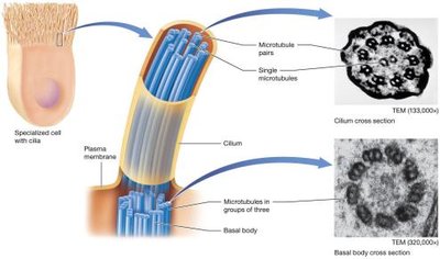 Structure of cilia and flagella