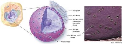 The nucleus