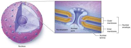 Nuclear pore